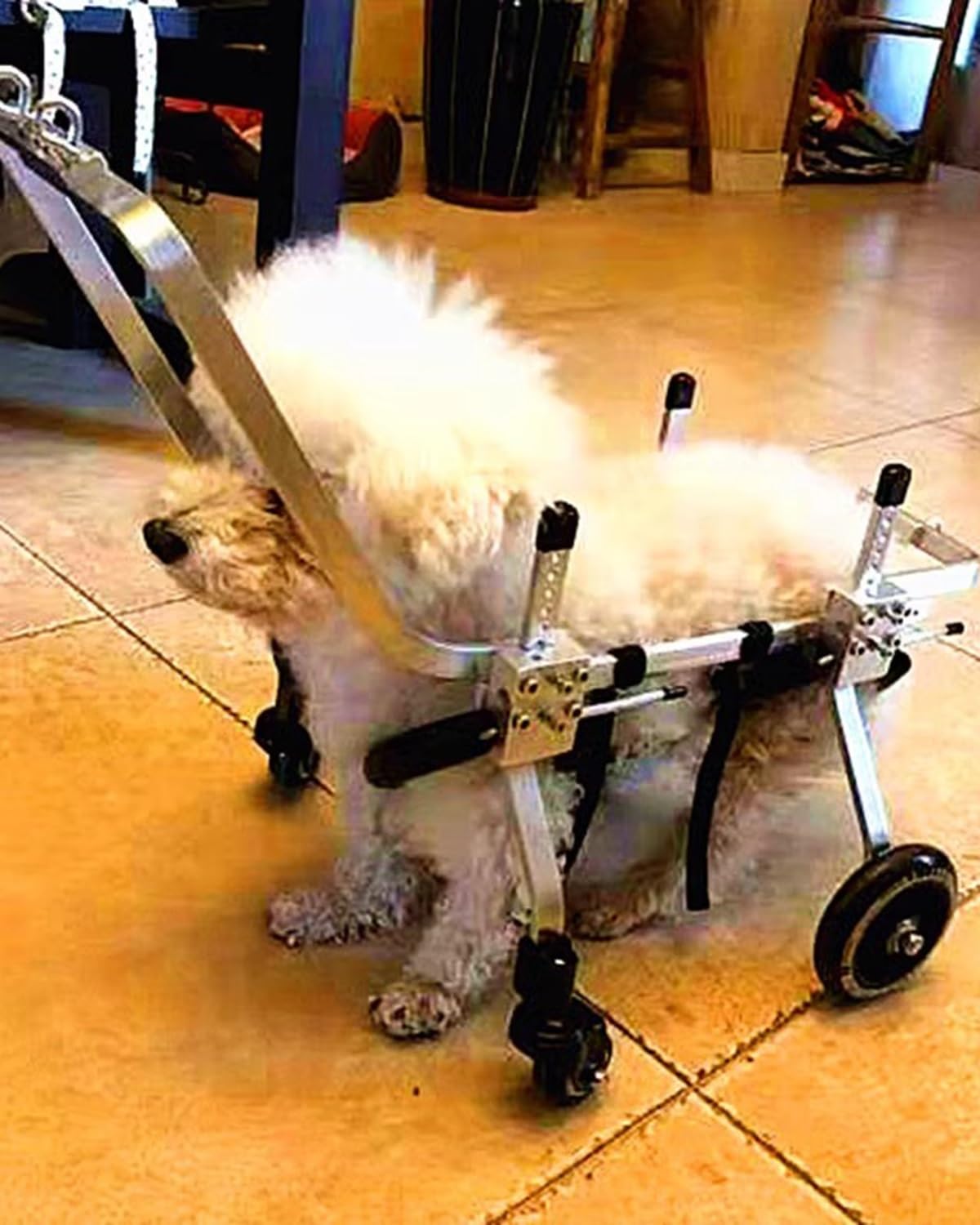 Amazon.co.jp: 犬用車いす ハンドル付き4輪犬用車椅子補助歩行器